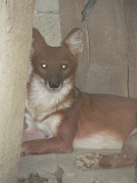 https://images.dog.ceo/breeds/dhole/n02115913_539.jpg