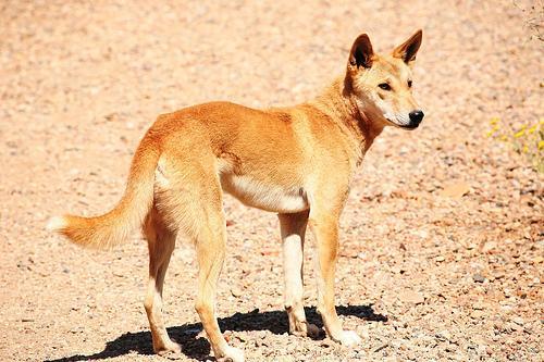 https://images.dog.ceo/breeds/dingo/n02115641_10286.jpg