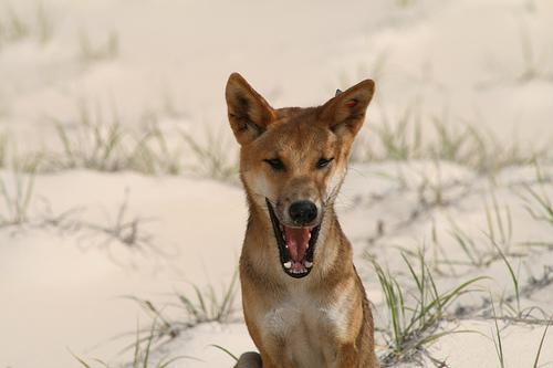 https://images.dog.ceo/breeds/dingo/n02115641_10506.jpg