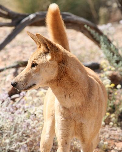 https://images.dog.ceo/breeds/dingo/n02115641_10561.jpg