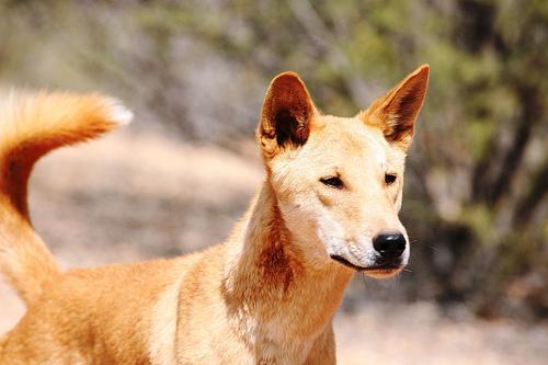 https://images.dog.ceo/breeds/dingo/n02115641_11668.jpg