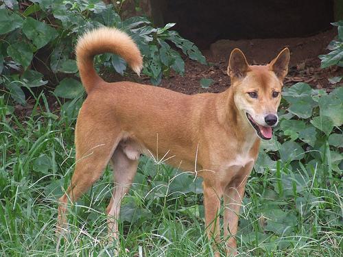 https://images.dog.ceo/breeds/dingo/n02115641_11717.jpg