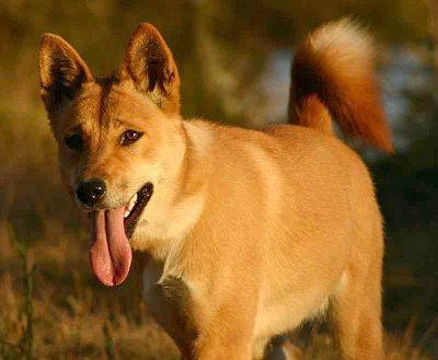 https://images.dog.ceo/breeds/dingo/n02115641_1228.jpg