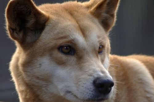 https://images.dog.ceo/breeds/dingo/n02115641_12544.jpg