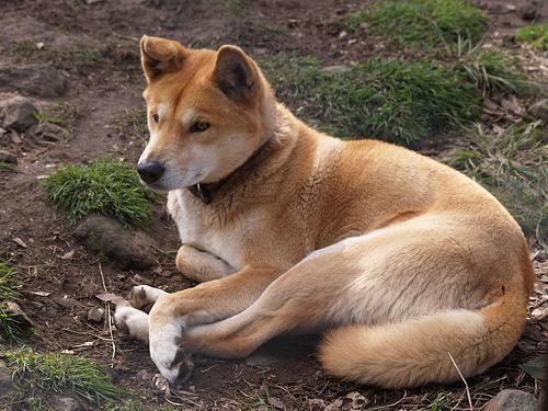 https://images.dog.ceo/breeds/dingo/n02115641_12634.jpg