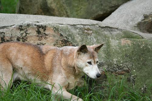 https://images.dog.ceo/breeds/dingo/n02115641_12709.jpg