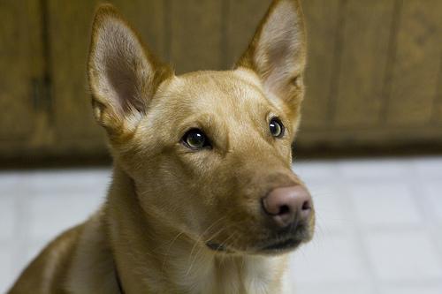 https://images.dog.ceo/breeds/dingo/n02115641_12836.jpg