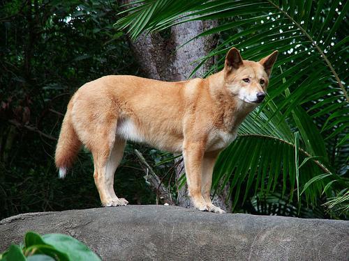 https://images.dog.ceo/breeds/dingo/n02115641_12922.jpg