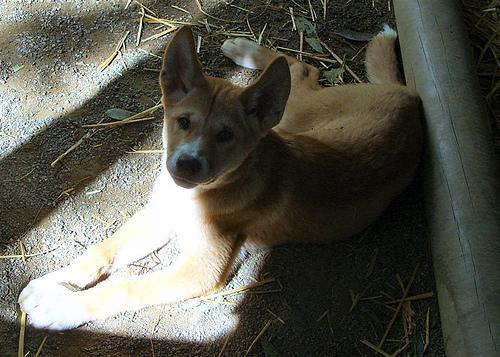 https://images.dog.ceo/breeds/dingo/n02115641_13237.jpg