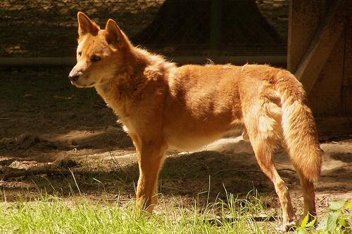 https://images.dog.ceo/breeds/dingo/n02115641_1327.jpg