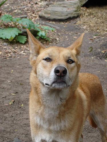 https://images.dog.ceo/breeds/dingo/n02115641_13295.jpg