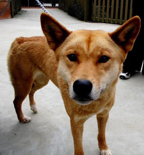 https://images.dog.ceo/breeds/dingo/n02115641_13450.jpg