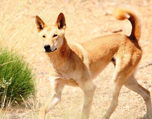 https://images.dog.ceo/breeds/dingo/n02115641_1380.jpg