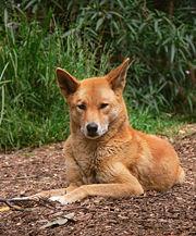 https://images.dog.ceo/breeds/dingo/n02115641_14084.jpg