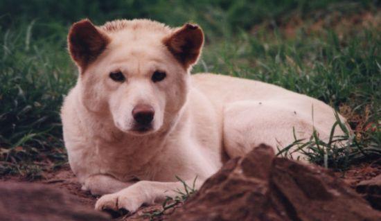 https://images.dog.ceo/breeds/dingo/n02115641_14117.jpg