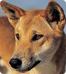 https://images.dog.ceo/breeds/dingo/n02115641_14495.jpg