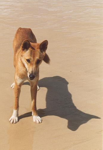 https://images.dog.ceo/breeds/dingo/n02115641_1560.jpg