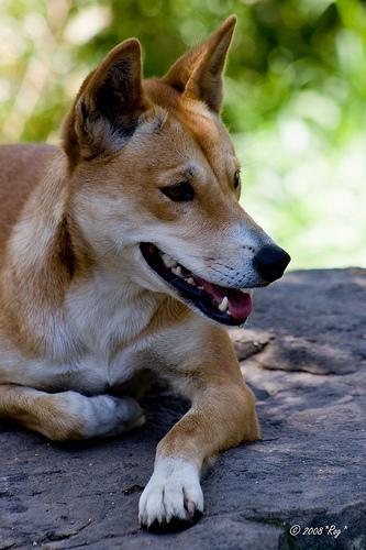 https://images.dog.ceo/breeds/dingo/n02115641_1574.jpg