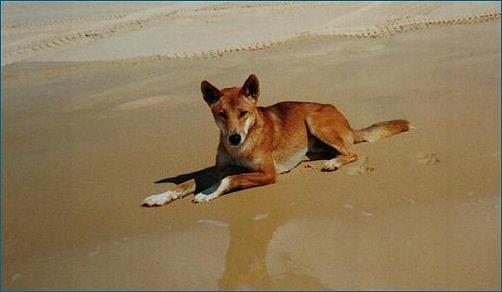 https://images.dog.ceo/breeds/dingo/n02115641_1940.jpg