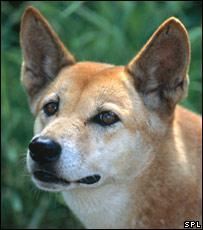 https://images.dog.ceo/breeds/dingo/n02115641_2636.jpg