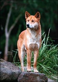 https://images.dog.ceo/breeds/dingo/n02115641_2764.jpg