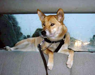 https://images.dog.ceo/breeds/dingo/n02115641_2953.jpg