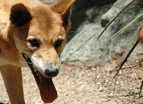 https://images.dog.ceo/breeds/dingo/n02115641_3862.jpg