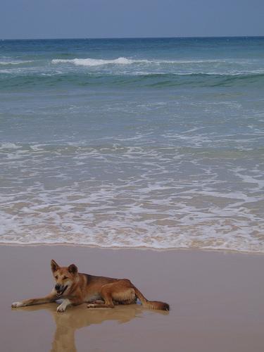 https://images.dog.ceo/breeds/dingo/n02115641_3977.jpg