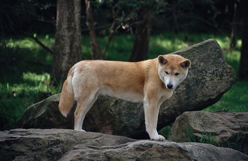 https://images.dog.ceo/breeds/dingo/n02115641_4527.jpg