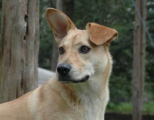 https://images.dog.ceo/breeds/dingo/n02115641_4601.jpg