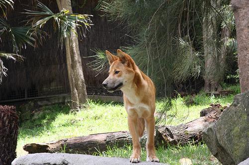 https://images.dog.ceo/breeds/dingo/n02115641_4607.jpg