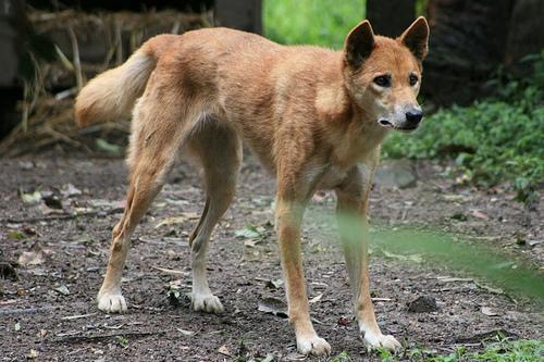 https://images.dog.ceo/breeds/dingo/n02115641_4692.jpg