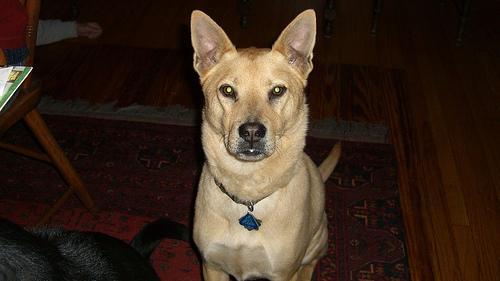 https://images.dog.ceo/breeds/dingo/n02115641_4800.jpg