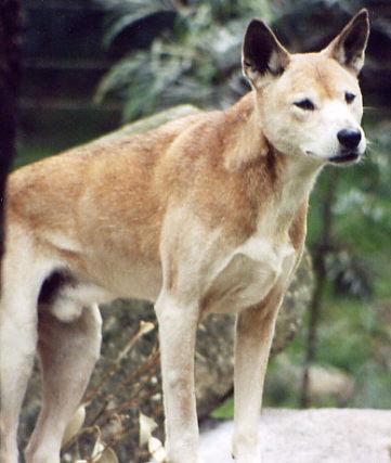 https://images.dog.ceo/breeds/dingo/n02115641_4818.jpg