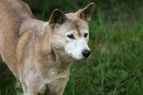 https://images.dog.ceo/breeds/dingo/n02115641_4951.jpg