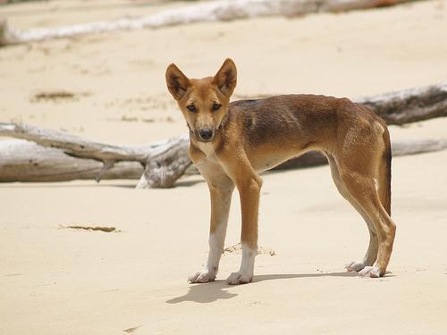 https://images.dog.ceo/breeds/dingo/n02115641_5033.jpg