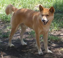 https://images.dog.ceo/breeds/dingo/n02115641_504.jpg