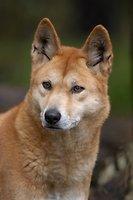 https://images.dog.ceo/breeds/dingo/n02115641_5178.jpg