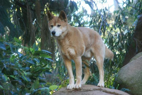 https://images.dog.ceo/breeds/dingo/n02115641_5687.jpg