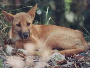 https://images.dog.ceo/breeds/dingo/n02115641_5823.jpg