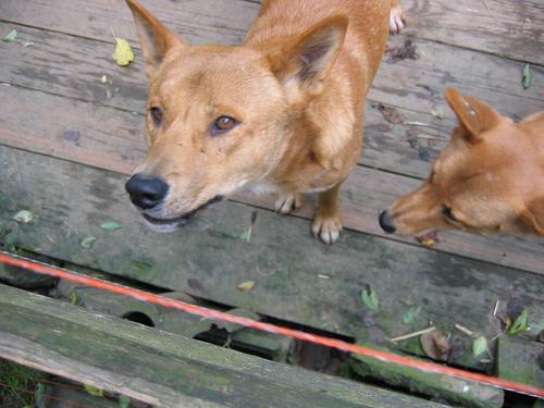 https://images.dog.ceo/breeds/dingo/n02115641_6228.jpg