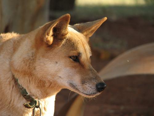 https://images.dog.ceo/breeds/dingo/n02115641_6380.jpg