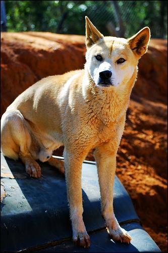 https://images.dog.ceo/breeds/dingo/n02115641_6575.jpg