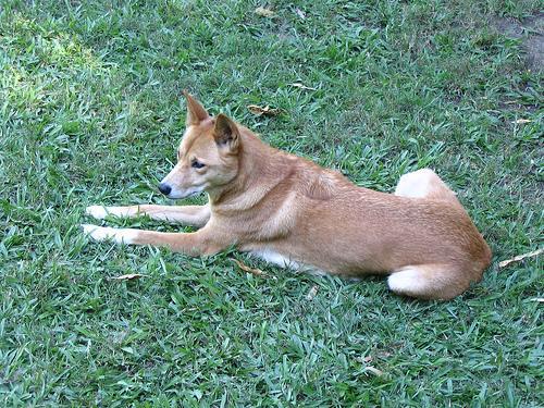 https://images.dog.ceo/breeds/dingo/n02115641_6579.jpg