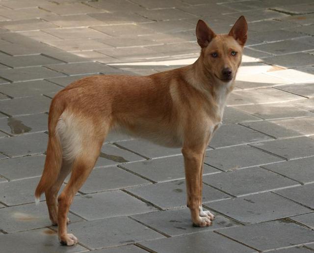 https://images.dog.ceo/breeds/dingo/n02115641_670.jpg