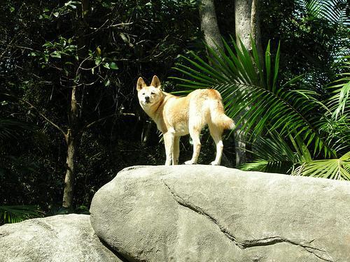 https://images.dog.ceo/breeds/dingo/n02115641_6716.jpg