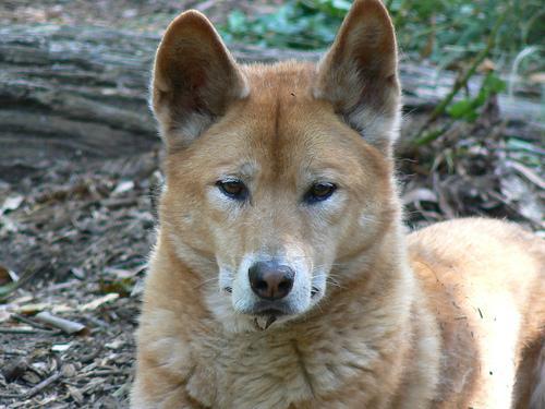 https://images.dog.ceo/breeds/dingo/n02115641_7158.jpg