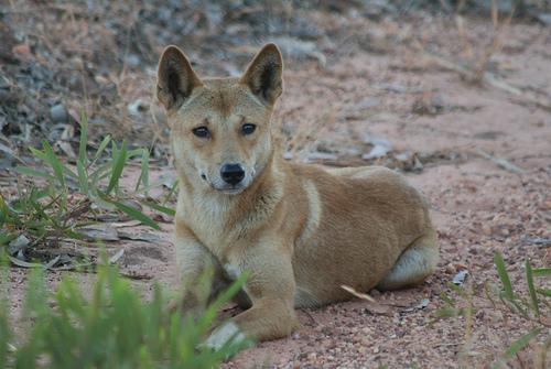 https://images.dog.ceo/breeds/dingo/n02115641_7181.jpg