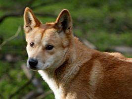 https://images.dog.ceo/breeds/dingo/n02115641_7222.jpg