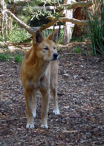 https://images.dog.ceo/breeds/dingo/n02115641_7355.jpg